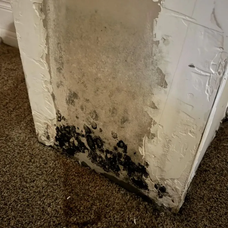 Professional Mold Removal in Rosemont, CA